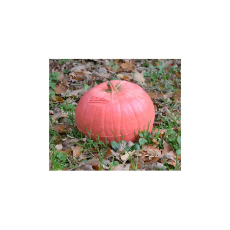 https://www.huntingtacticals.com/A0002/hattila/pumpkin-3d-beier-target.jpg